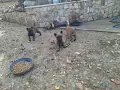Белгийска овчарка, снимка 5