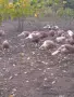 Ред Бърбън пуйки , снимка 5