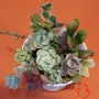 Сукуленти микс вкоренени, снимка 13
