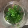 Кръгъл стъклен аквариум 7 л с декорация, снимка 2