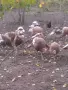 Ред Бърбън пуйки , снимка 4