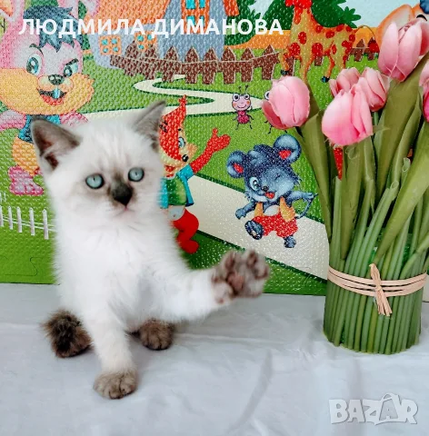 Шотландско мъжко със сини очи , снимка 7 - Британска късокосместа - 56666438