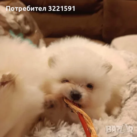 Померани мъжко и женско , снимка 4 - Померан - 49858182