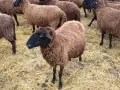 овце 10 бройки бременни , снимка 3