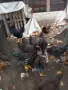 Катунски ярки на 5 месеца, снимка 7