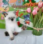 Шотландско мъжко със сини очи , снимка 7