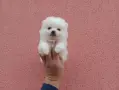 Померани. Реални снимки!!!, снимка 1