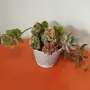 Сукуленти микс вкоренени, снимка 5