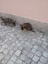 Две момичета немски овчарки!, снимка 14