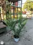 Лейландски кипарис, снимка 3