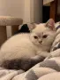 Шотландска правоуха, снимка 4