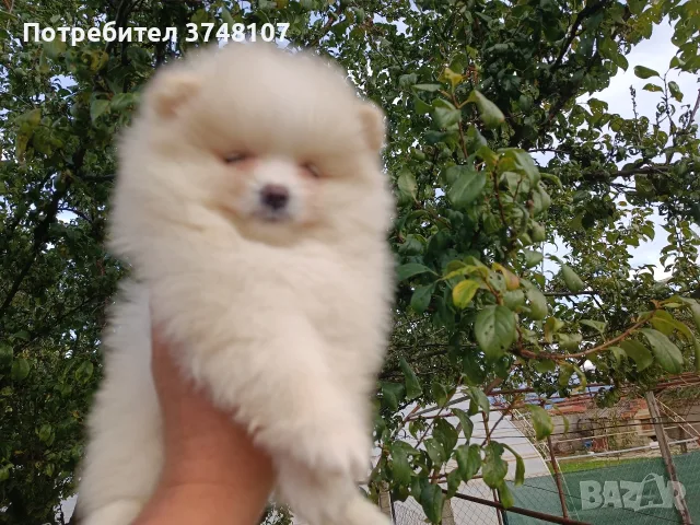 Померан/Померани 