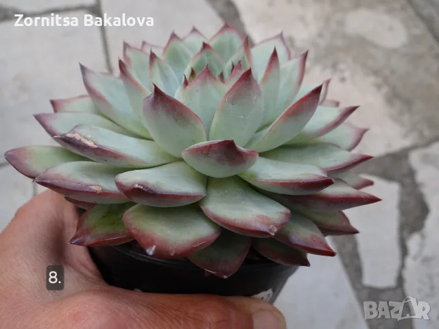 Сукуленти Echeveria различни видове, снимка 16 - Стайни растения - 56716473