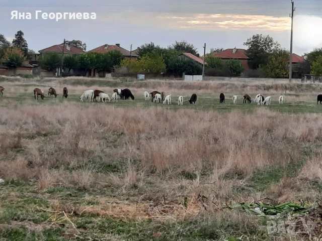 Продавам млечни кози , снимка 9 - Кози - 56728605