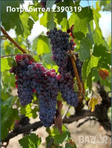 Продавам отлично грозде сорт Памид, снимка 2 - Други - 56616873