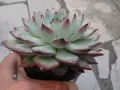 Сукуленти Echeveria различни видове, снимка 16