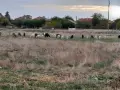 Продавам млечни кози , снимка 9