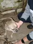 женски френски булдог , снимка 1