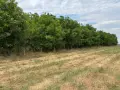 Продавам орехова градина, снимка 1