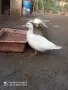 Млади Неми патици , снимка 1