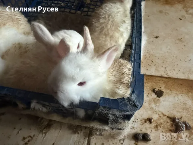 домашни зайци бебета Калифорнийци цена 15 евро за брой - имам 5 бебета бели родени на 06,10,26г , мо