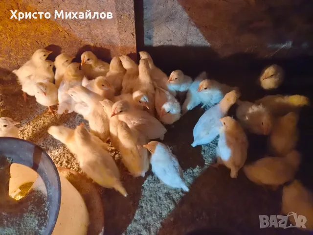 Пиленца легхорн