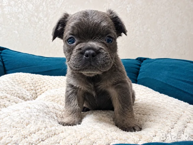 * Френчита Fluffy *, снимка 4 - Френски булдог - 56742500