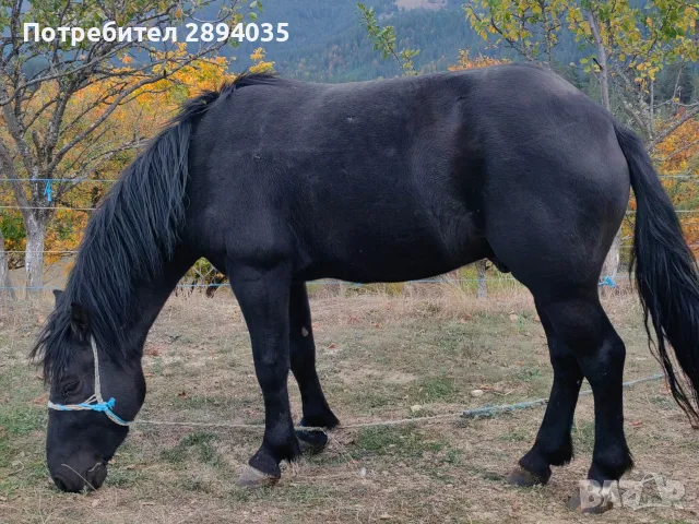 жребец и Кобилка бартер предлагайте , снимка 2 - Коне - 56744045