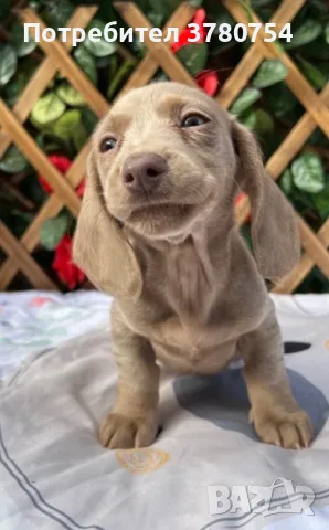 Дакел dachshund 