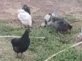 Селски пилета домашни, снимка 2