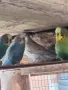 Корели Пойни Вълнисти и др., снимка 9