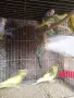 млади вълнисти папагали , снимка 4