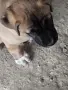 Кане Корсо кафяво , снимка 2