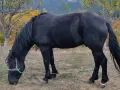 жребец и Кобилка бартер предлагайте , снимка 2