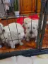 Кученца Лабрадор Ретривър , снимка 8