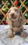 Дакел dachshund , снимка 1