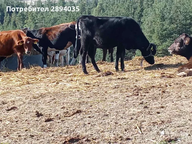 телета за клане и доугояване , снимка 3 - Крави - 56634921