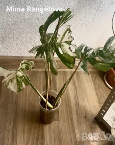 Monstera deliciosa ‘Albo Variegata’, снимка 3 - Стайни растения - 56717092