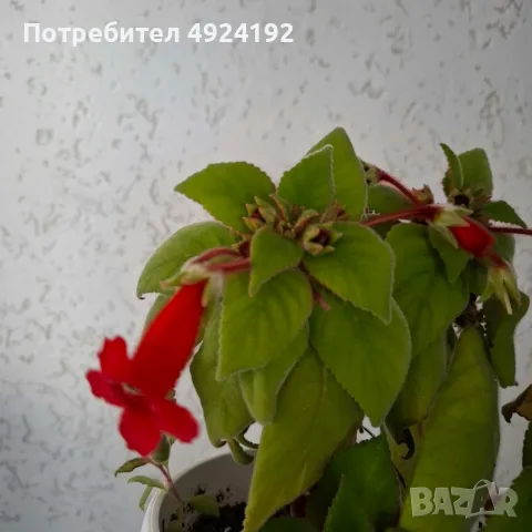 Колерия стайно Цвете, снимка 5 - Стайни растения - 56628416