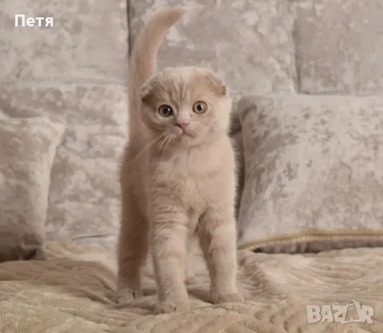 Разкошни шотландски котенца