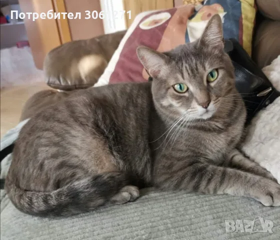 томи котарак търси нов Дом
