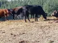 телета за клане и доугояване , снимка 3