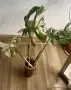 Monstera deliciosa ‘Albo Variegata’, снимка 3