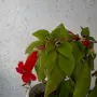 Колерия стайно Цвете, снимка 5
