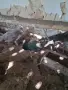 Пауни зелени,опал,чернокрил и спалдинг, снимка 6