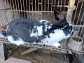 Зайци Мути патици крякащи патици , снимка 3
