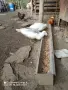 Млади Неми патици , снимка 7
