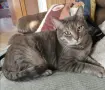томи котарак търси нов Дом, снимка 1