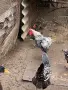 Продавам елитен Виандот, снимка 4