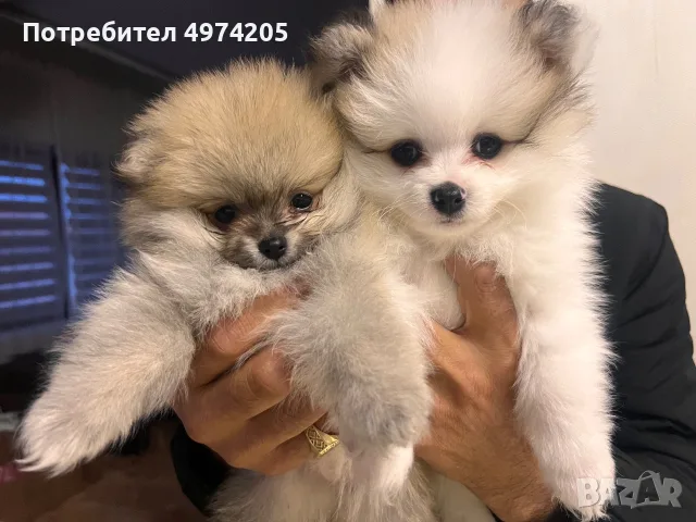Кученца померани